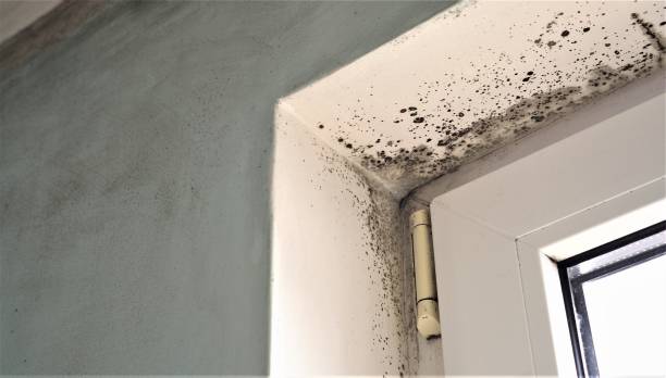 Best Water Damage & Mold Remediation  in Angola, IN