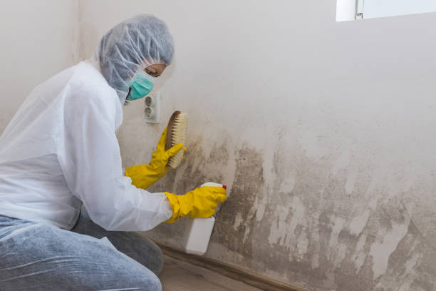 Best Attic Mold Removal  in Angola, IN