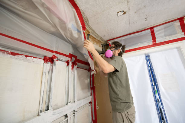 Reliable Angola, IN Mold Removal Solutions