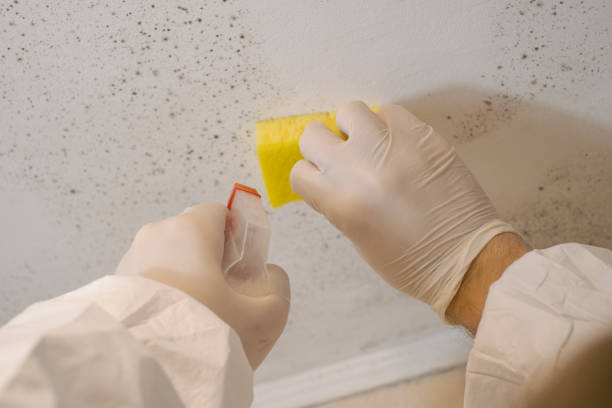 Environmental Consulting for Mold Prevention in Angola, IN