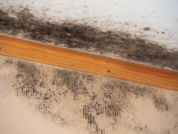 Mold Odor Removal Services in Angola, IN