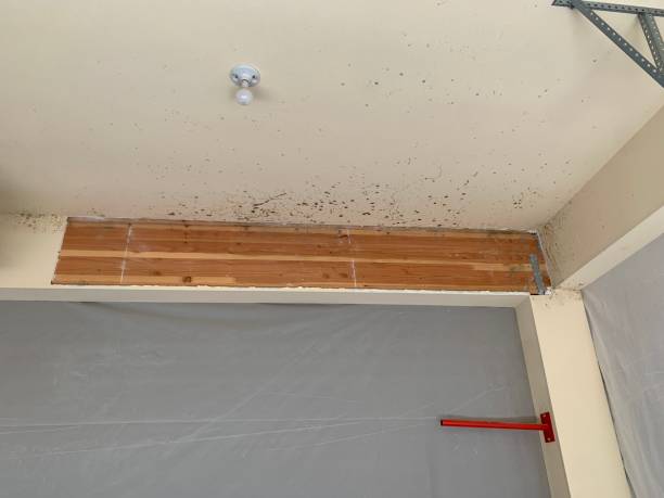 Best Environmental Consulting for Mold Prevention  in Angola, IN