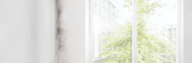 Best Basement Mold Removal  in Angola, IN